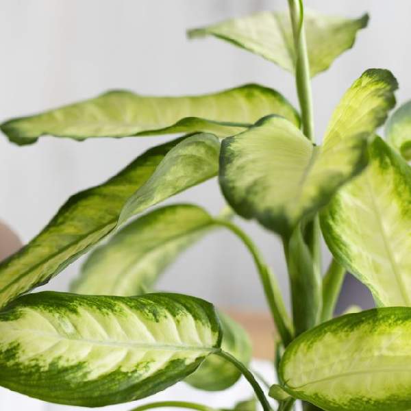Image Of Dieffenbachia Tropic Marianne