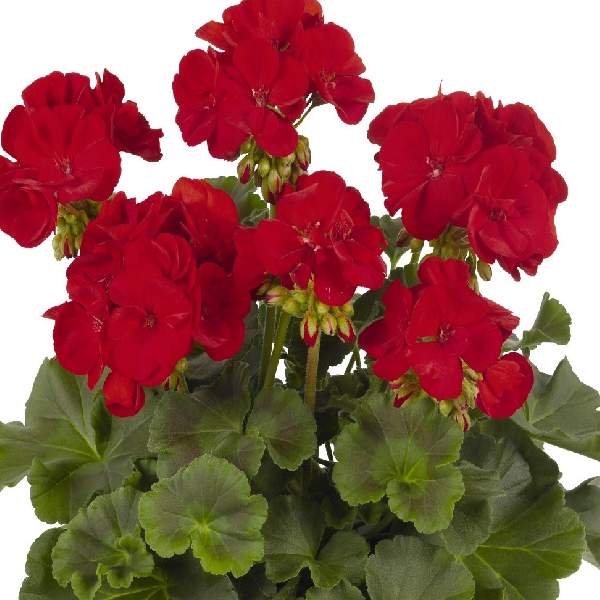 GERANIUM ZONAL MAESTRO IDOLS SASSY DARK RED