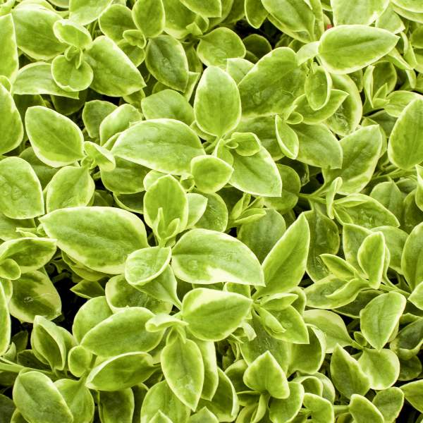 APTENIA VARIEGATA DOROTHEANTHUS (VARIEGATED LEAF)