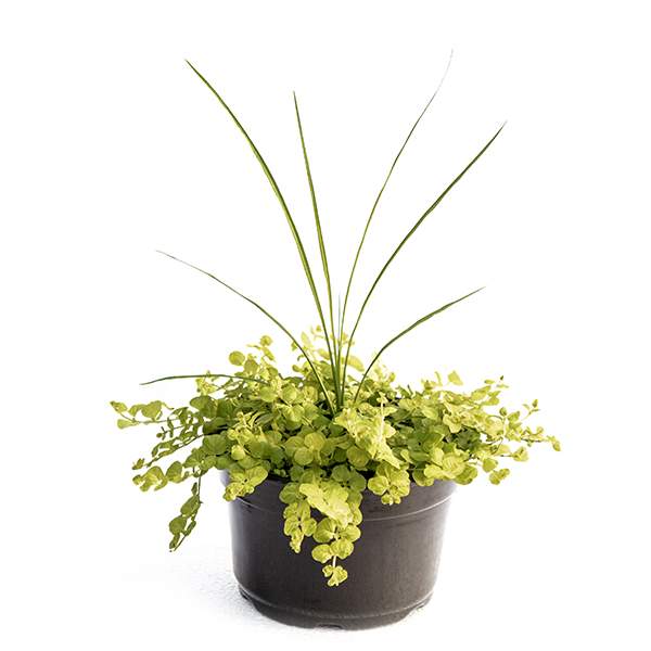 Wholesale Dracaena Indivisa Rooted Plugs And Liners