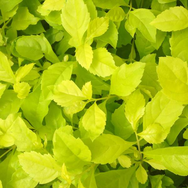 DURANTA ERECTA AUREA YELLOW