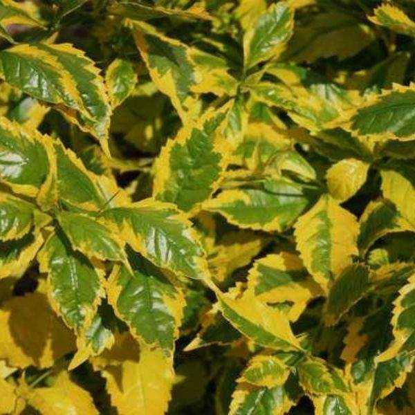 DURANTA GOLD EDGE
