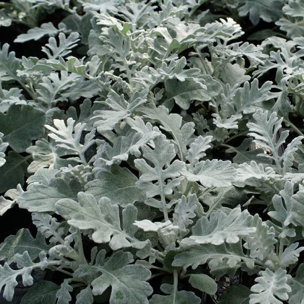 Dusty Miller Quicksilver