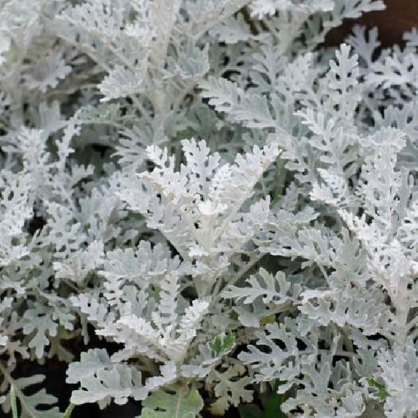 Dusty Miller Silverado
