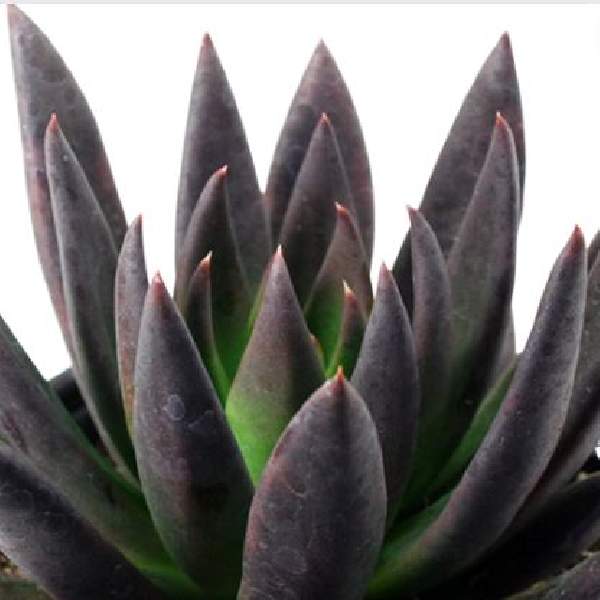 Echeveria