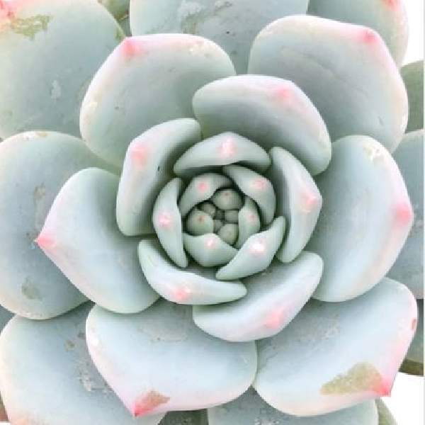 ECHEVERIA BLUE BIRD