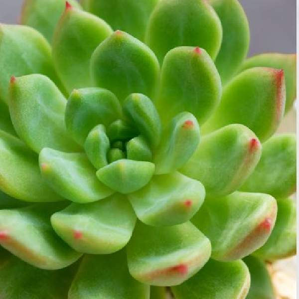 ECHEVERIA BLUE ELF