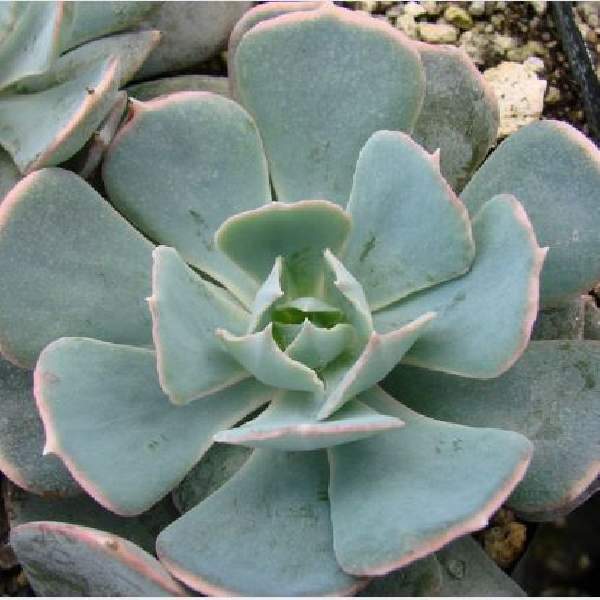 ECHEVERIA CARIBBEAN BLUE