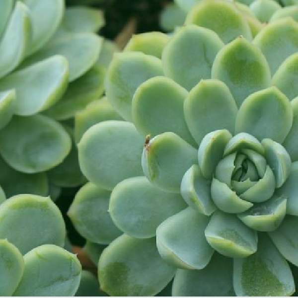 ECHEVERIA CHILI LIMON