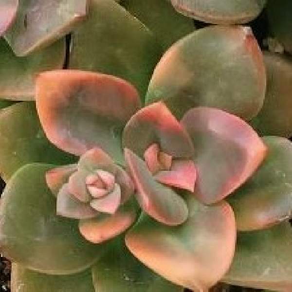 echeveria-chroma-succulent-1660831731.jpg