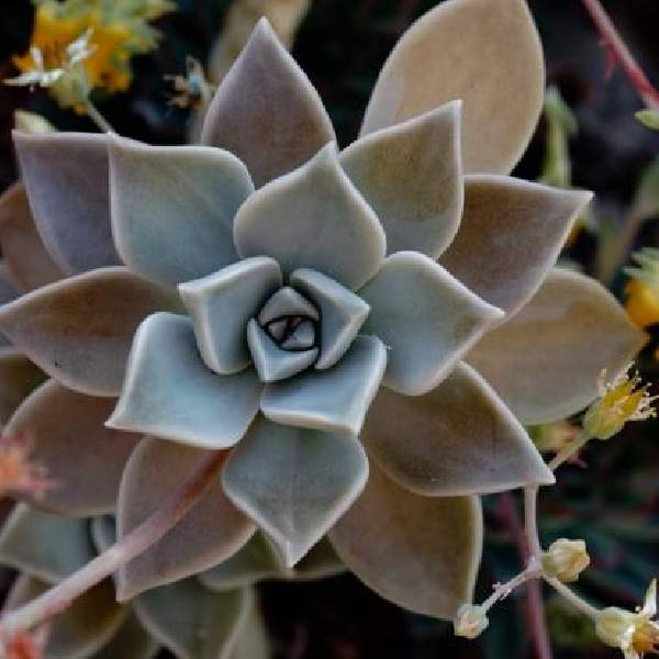 echeveria-difractens-succulent-1660834338.jpg