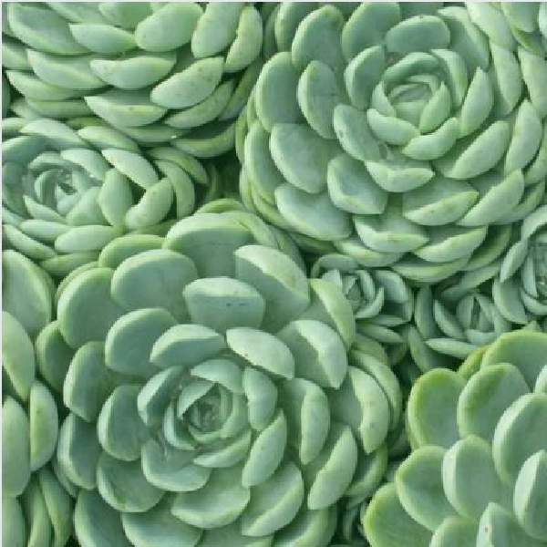 ECHEVERIA VERTIS