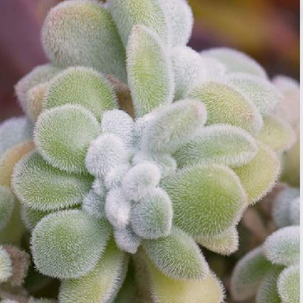 ECHEVERIA FROSTY