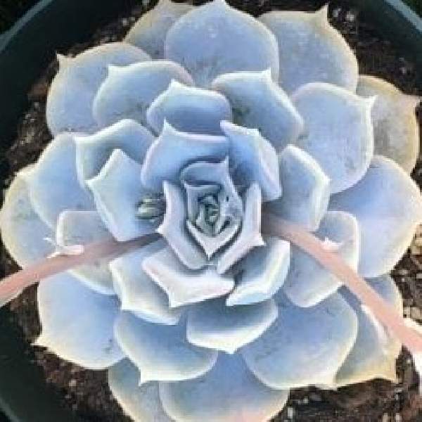 ECHEVERIA GIANT BLUE