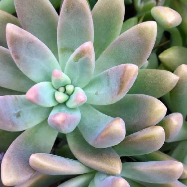ECHEVERIA GRAY RED