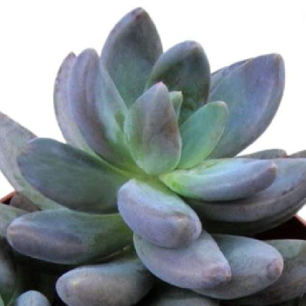 ECHEVERIA HAAGAI TOLIMANENSIS
