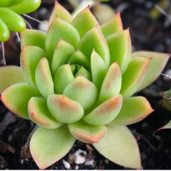 ECHEVERIA LEMON LIME