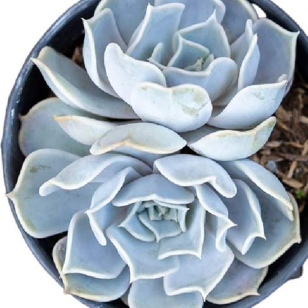 ECHEVERIA LILACINA