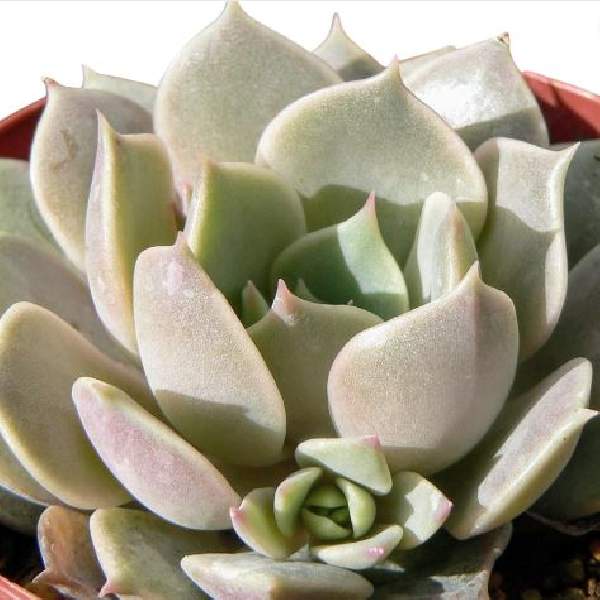 ECHEVERIA LOLA