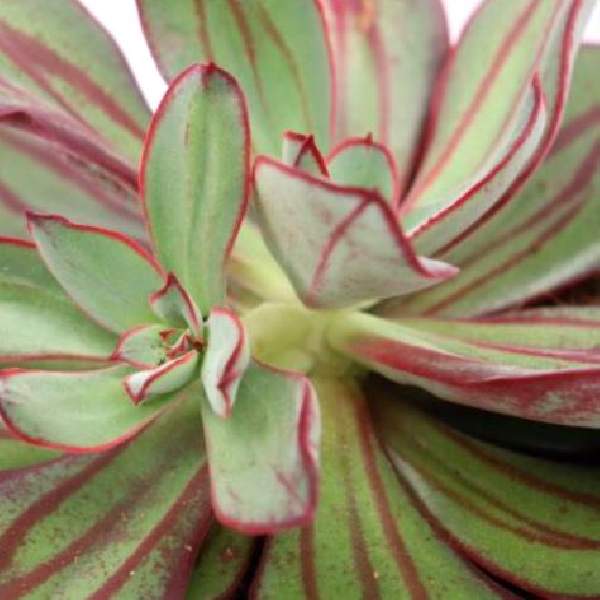 ECHEVERIA NODULOSA