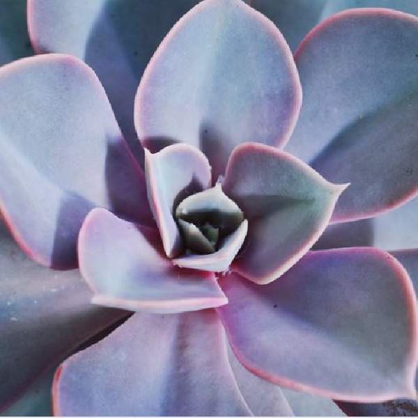 ECHEVERIA PERLE VON NURNBERG