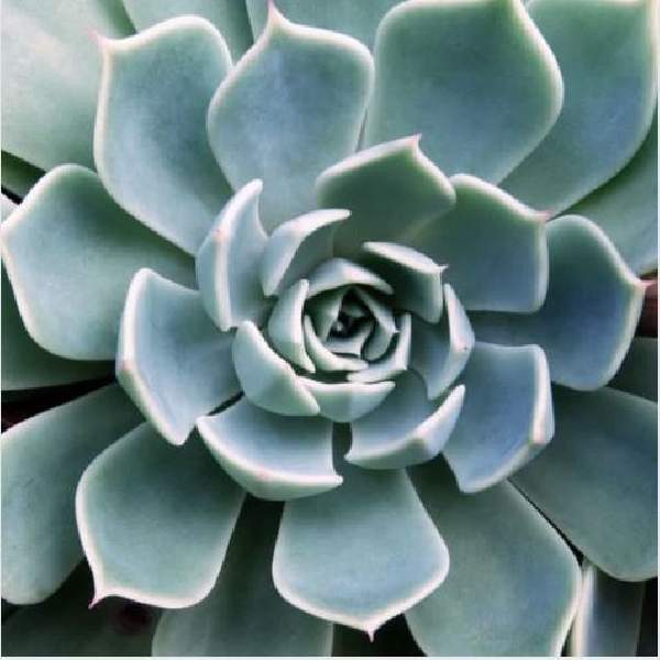 ECHEVERIA POLLUX