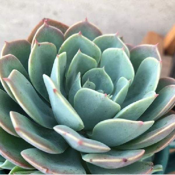 ECHEVERIA PROLIFICA