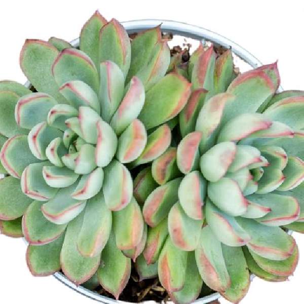 ECHEVERIA PULIDONIS