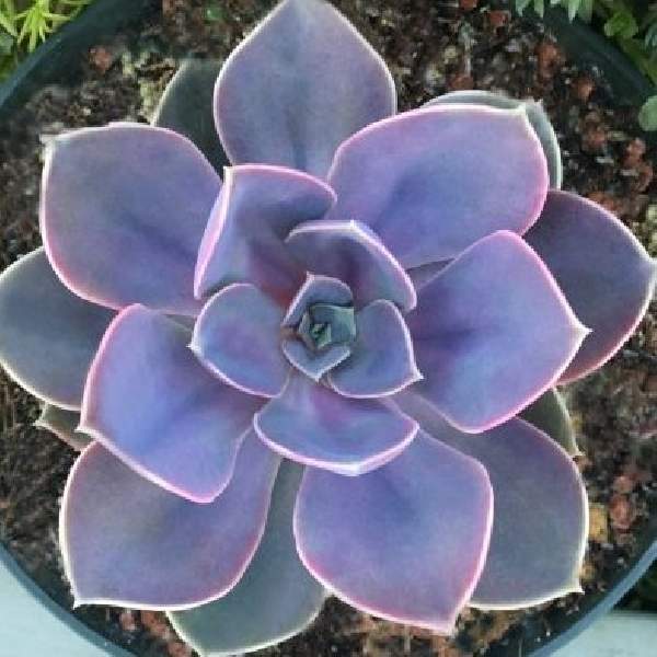 ECHEVERIA PURPLE PEARL