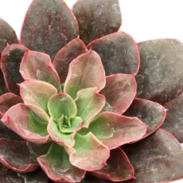 ECHEVERIA RED PRINCE