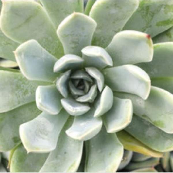 ECHEVERIA RUNYONII PINK EDGE