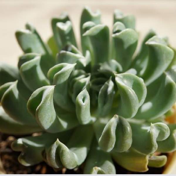 ECHEVERIA RUNYONII TOPSY TURVY