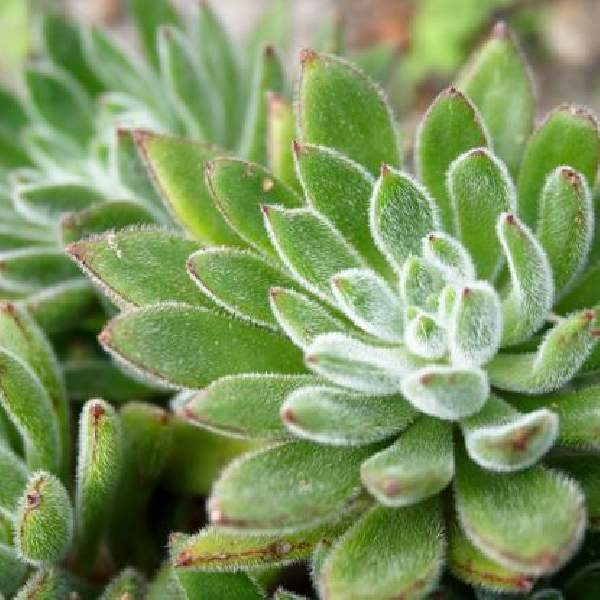 Echeveria hybrid Flexy