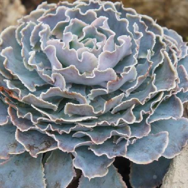 ECHEVERIA SHAVIANA