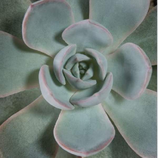 ECHEVERIA SUBSESSILIS BLUE