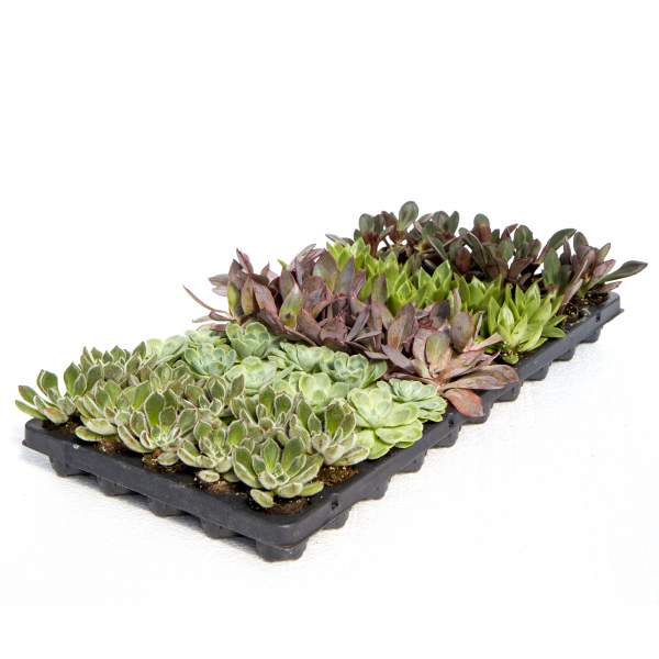 ECHEVERIA ASSORTMENT