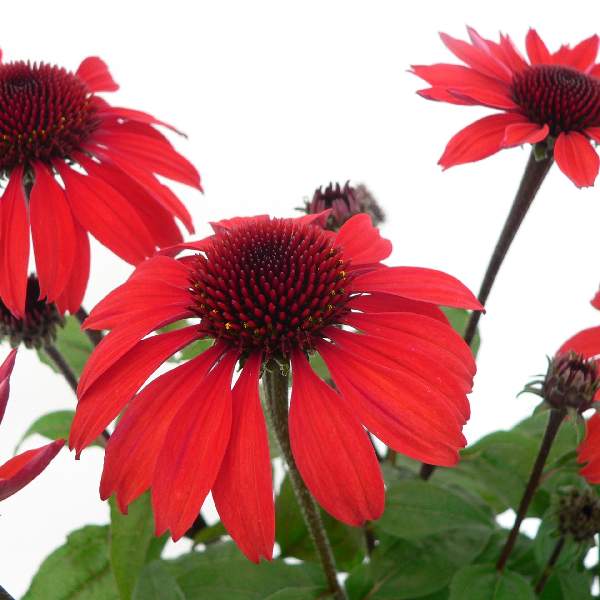 Echinacea