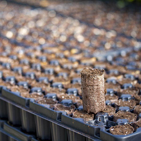 Ellepots 72 Tray