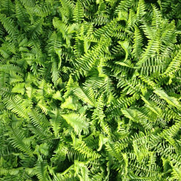 FERN EMERALD QUEEN  AUSTRALIAN SWORD FERN