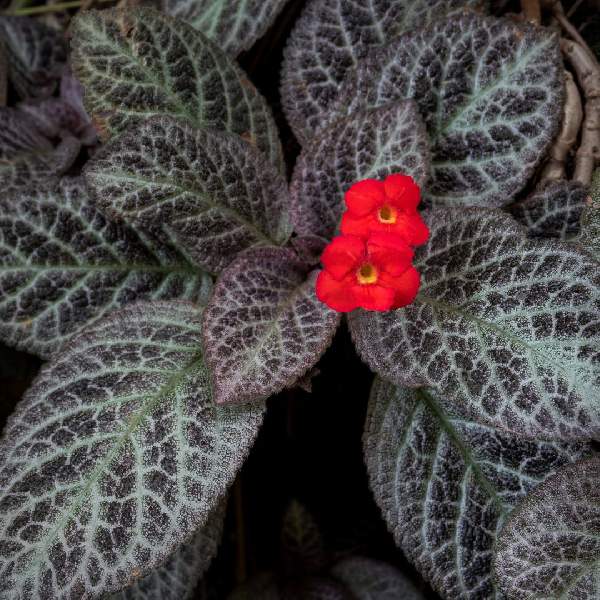 Episcia
