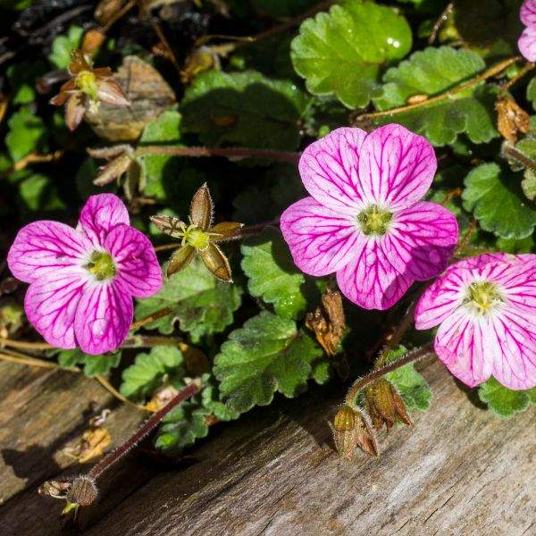 erodium-bishops-form-other-perennials-1659464147.jpg