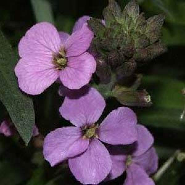 Erysimum