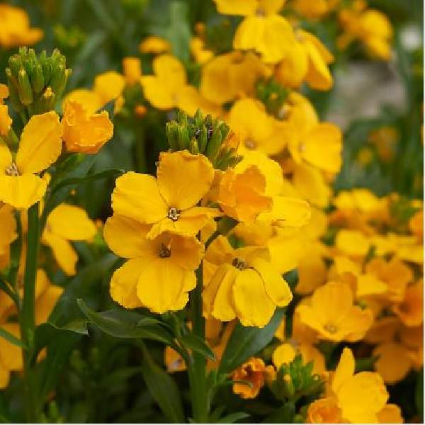 Erysimum Glow Coral
