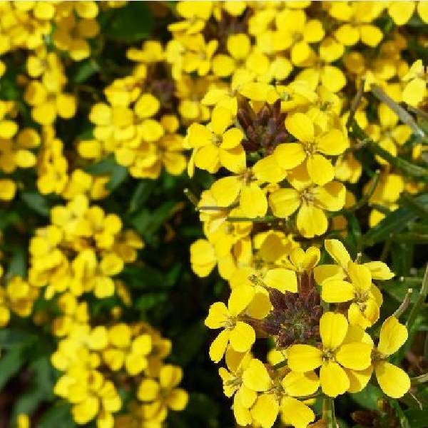 erysimum-glow-golden-erysimum-1660248841.jpg