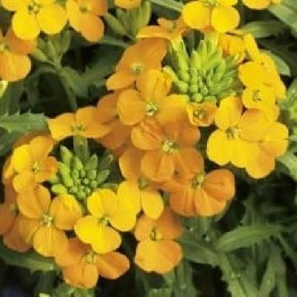 erysimum-glow-orange-erysimum-1660245380.jpg