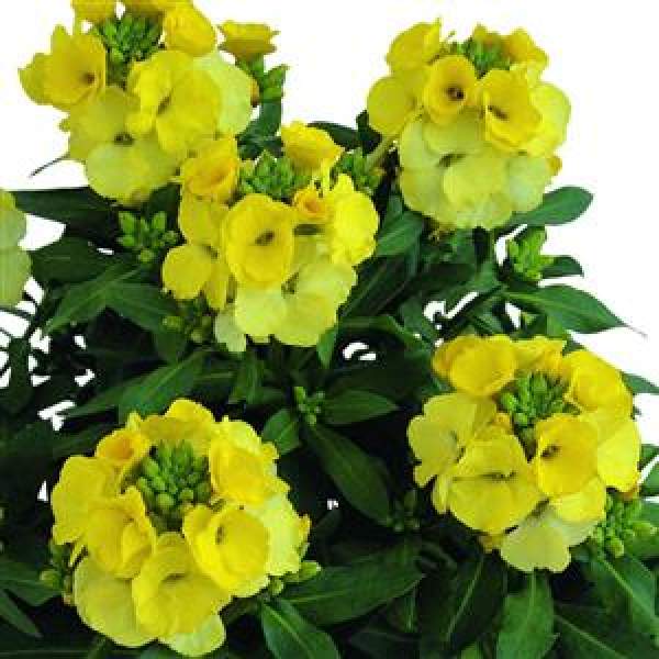 erysimum-winter-light-erysimum-1660247805.jpg