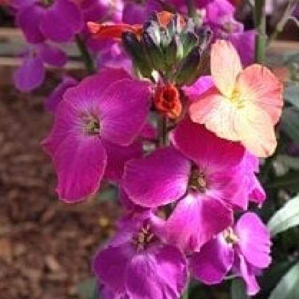 Erysimum Winter Orchid