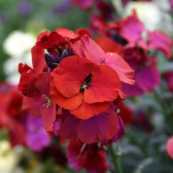 erysimum-winter-passion-erysimum-1660246248.jpg