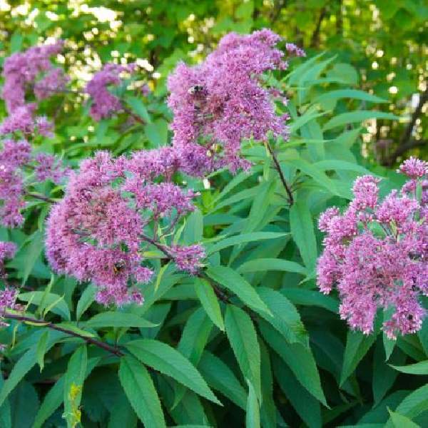 eupatorium-baby-joe-succulent-1666981954.jpg