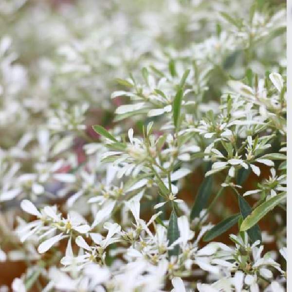 Euphorbia